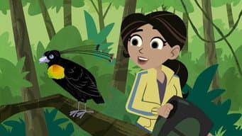 A Dança das Aves