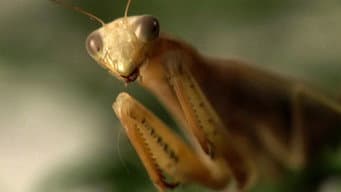 Alienígenas e Insetos