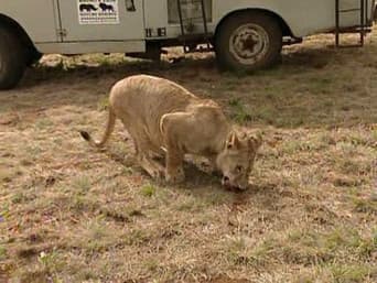 Houston, Temos Um Elefante