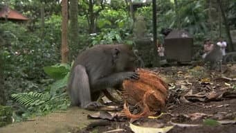 Adoro Macacos!