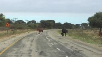 Se Cuide e Não Vá Atropelar a Vaca