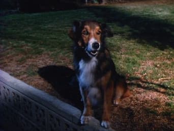 Vida de Cachorro