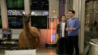 O Drama do Lama