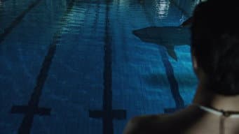 Tubarão na Piscina