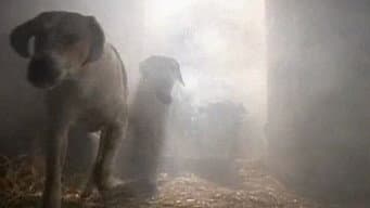 O Conto dos Cães Famintos