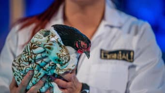 Episódio 17