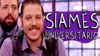 Siamês Universitário