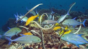 Mares Rasos