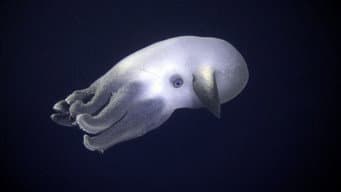 Profundezas Oceânicas