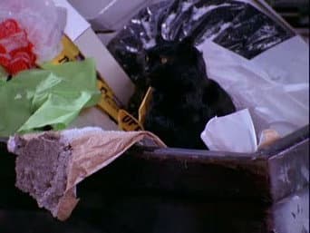 Uma garota e seu gato
