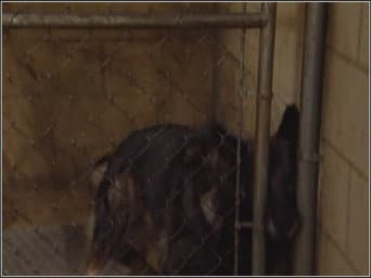 Episódio 11