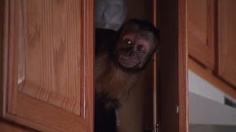 O Macaco