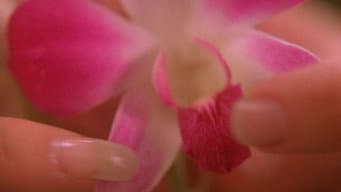 A Maldição da Orquídea