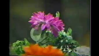 Episódio 10