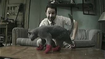 Paddy's Pub: Lar dos Kitten Mittens Originais