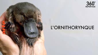 Episódio 17
