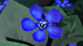 Flor de dragão