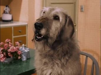 Este Homem É Um Cão