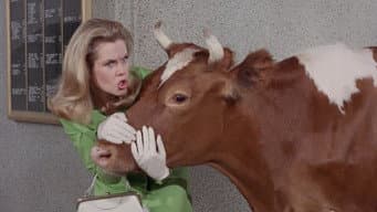A Vaca Leiteira