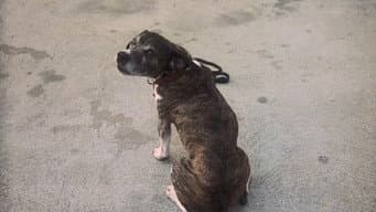O Cão Mais Feio do Hawaii