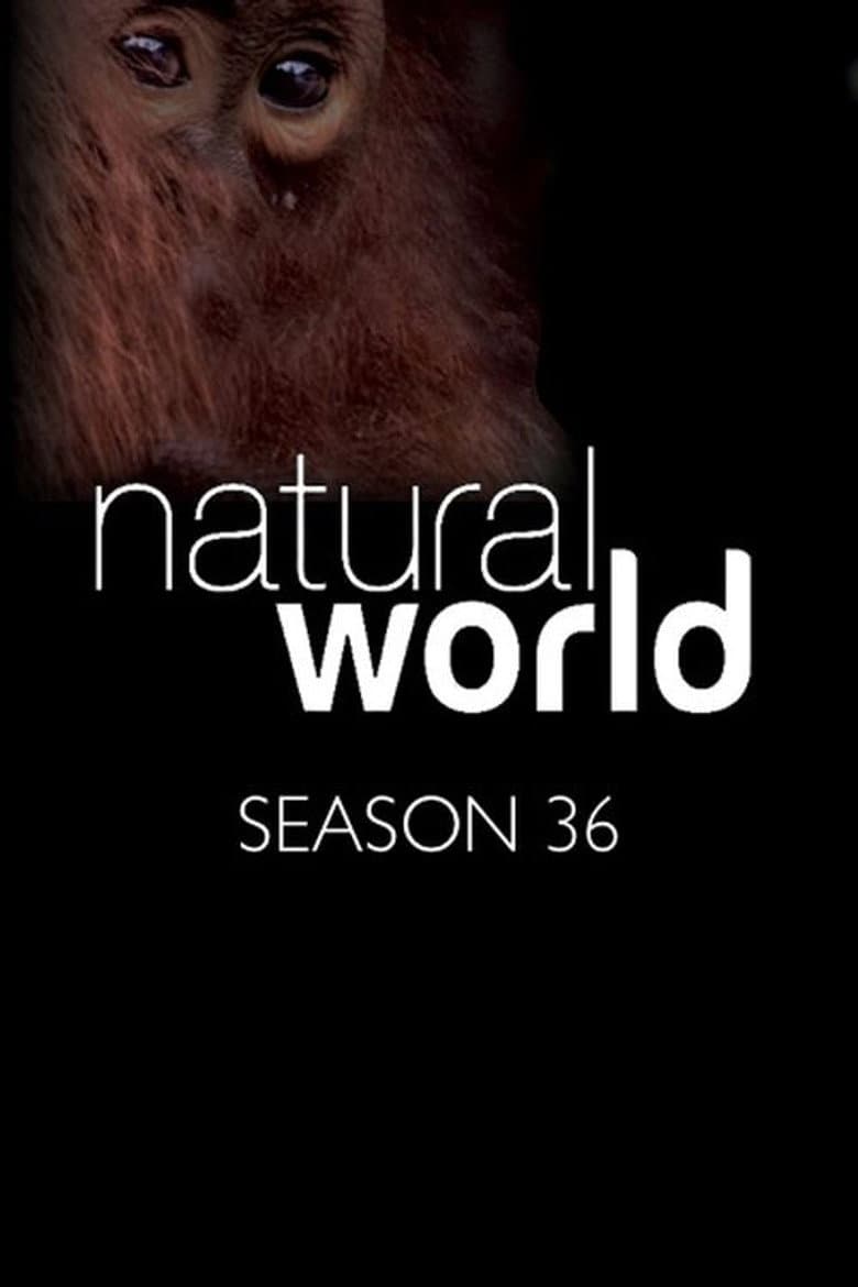 Temporada 36