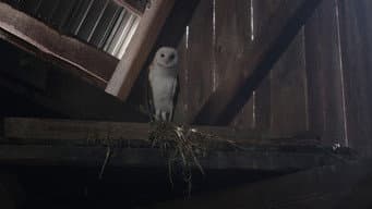 A Coruja
