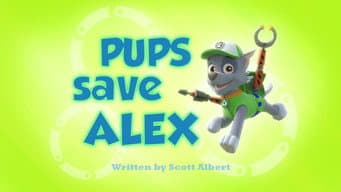 Os filhotes contam com a ajuda do Alex