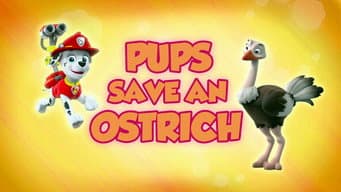 Os Filhotes Salvam um Avestruz