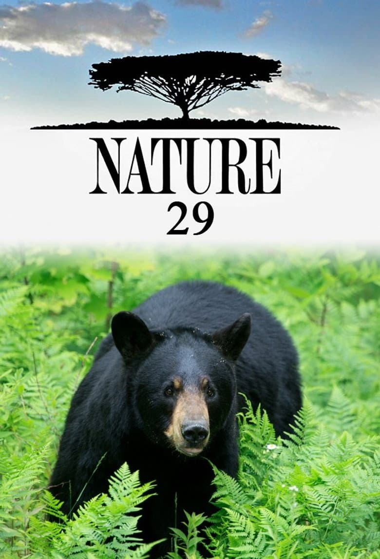 Temporada 29