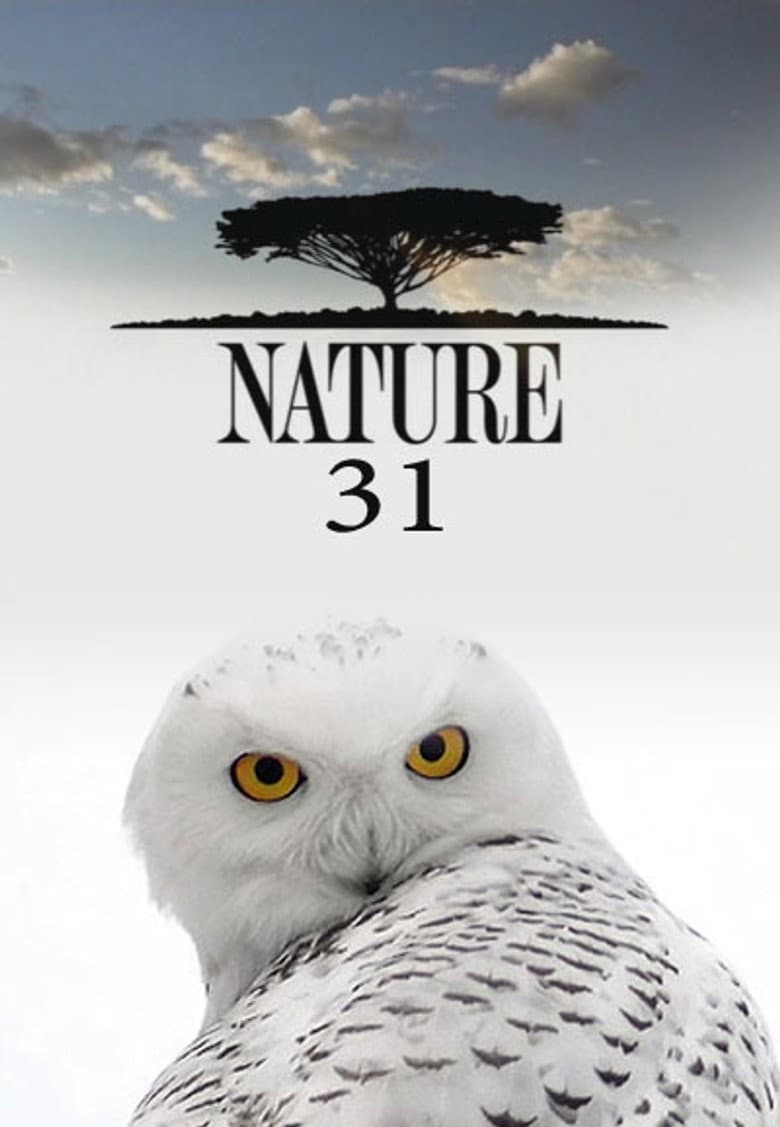 Temporada 31