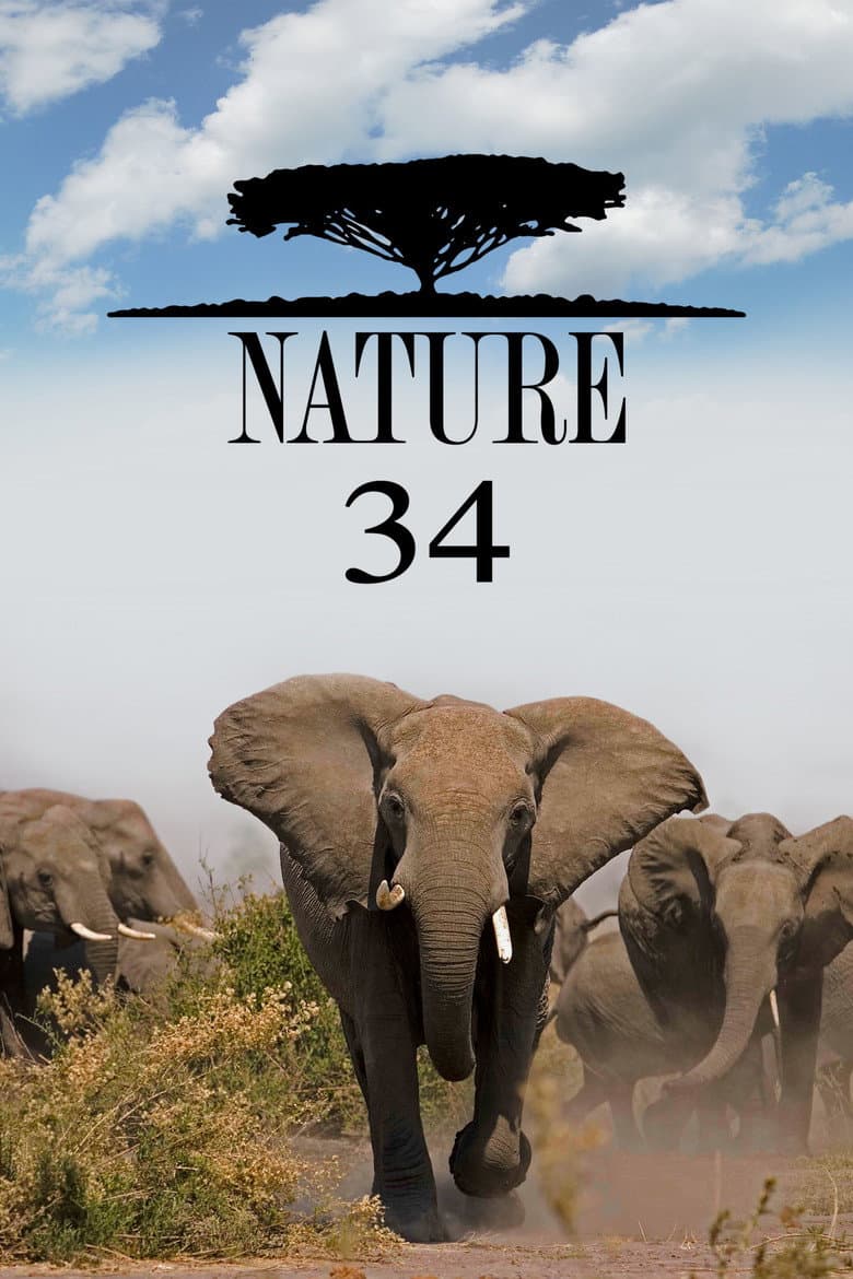 Temporada 34