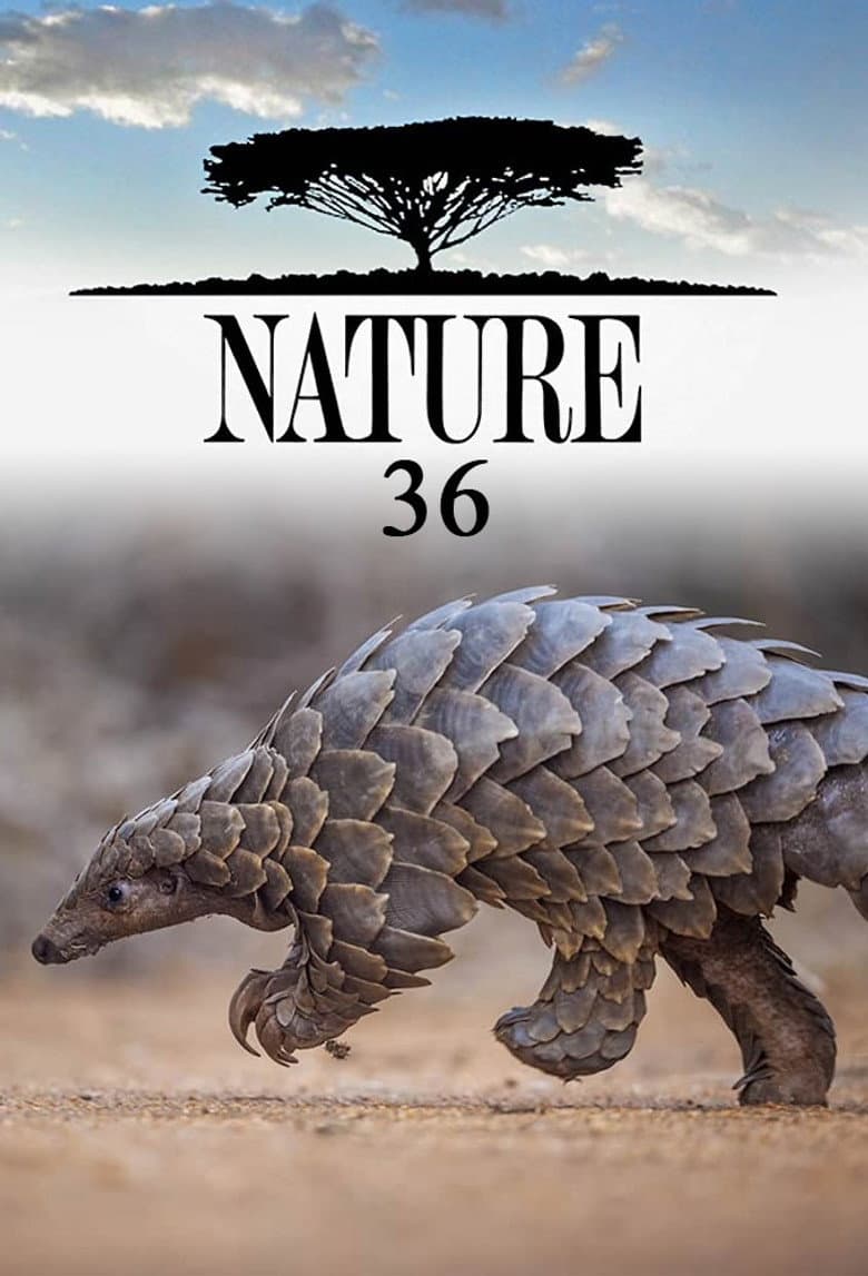 Temporada 36