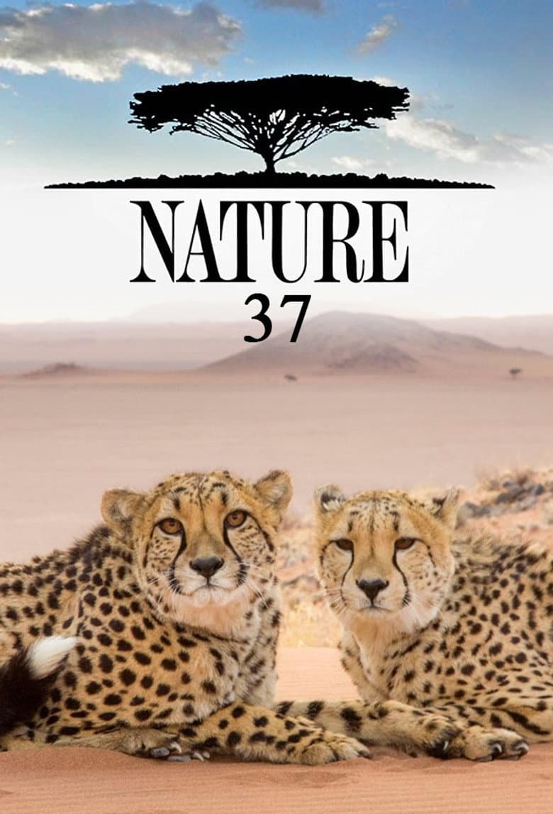 Temporada 37